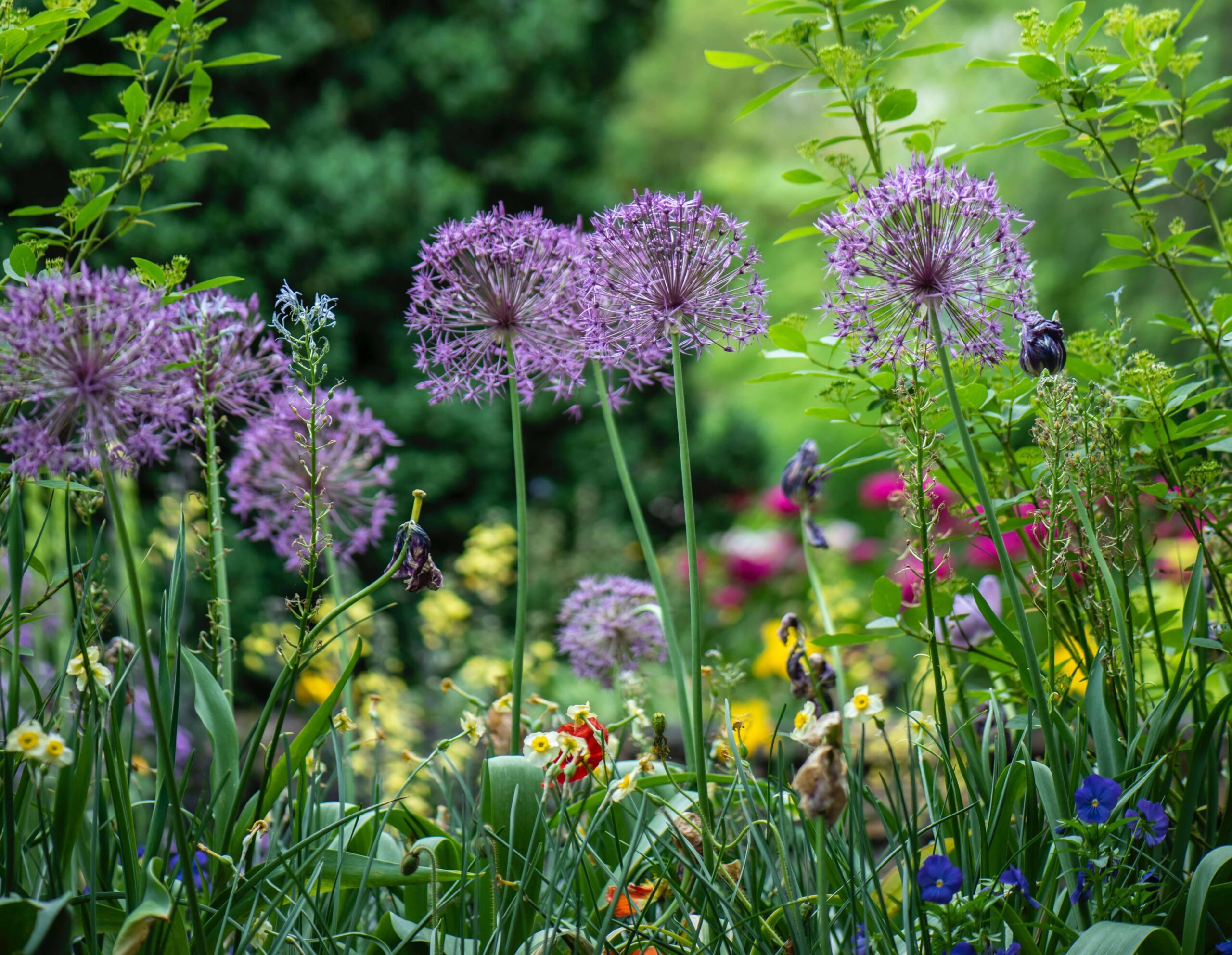 Secret garden 1 (Unsplash) 19-10-22 EDIT Wild flowers in a secret garden