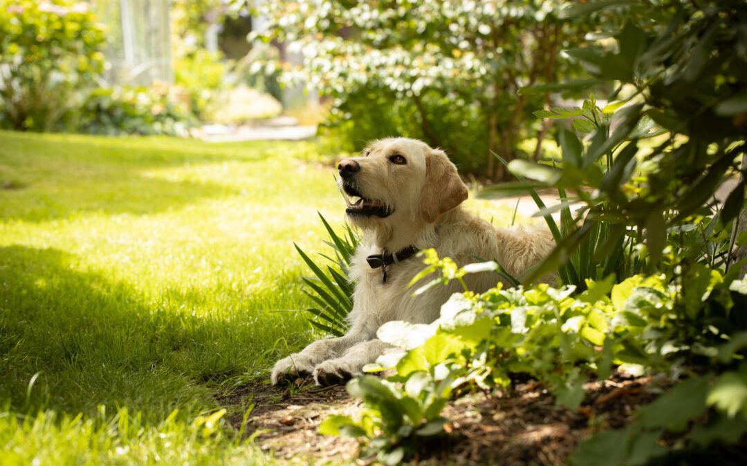 Creating the perfect garden with a pet in mind